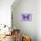 Miss Butterfly Genutia - Purple-Philippe Hugonnard-Stretched Canvas displayed on a wall