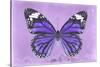 Miss Butterfly Genutia - Purple-Philippe Hugonnard-Stretched Canvas