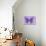 Miss Butterfly Genutia - Purple-Philippe Hugonnard-Photographic Print displayed on a wall