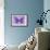 Miss Butterfly Genutia - Purple-Philippe Hugonnard-Framed Photographic Print displayed on a wall