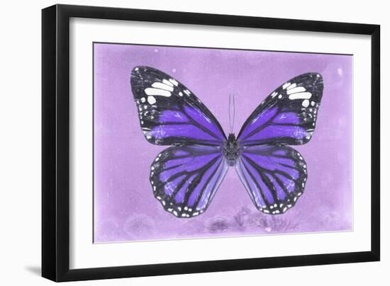 Miss Butterfly Genutia - Purple-Philippe Hugonnard-Framed Photographic Print