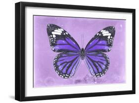 Miss Butterfly Genutia - Purple-Philippe Hugonnard-Framed Photographic Print