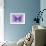 Miss Butterfly Genutia - Purple-Philippe Hugonnard-Framed Photographic Print displayed on a wall