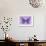 Miss Butterfly Genutia - Purple-Philippe Hugonnard-Framed Photographic Print displayed on a wall