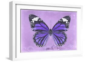 Miss Butterfly Genutia - Purple-Philippe Hugonnard-Framed Photographic Print