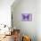 Miss Butterfly Genutia - Purple-Philippe Hugonnard-Mounted Photographic Print displayed on a wall