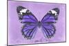 Miss Butterfly Genutia - Purple-Philippe Hugonnard-Mounted Photographic Print