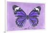 Miss Butterfly Genutia - Purple-Philippe Hugonnard-Framed Photographic Print