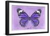 Miss Butterfly Genutia - Purple-Philippe Hugonnard-Framed Premium Photographic Print