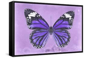 Miss Butterfly Genutia - Purple-Philippe Hugonnard-Framed Stretched Canvas