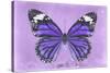 Miss Butterfly Genutia - Purple-Philippe Hugonnard-Stretched Canvas