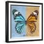 Miss Butterfly Genutia Sq - Blue & Honey-Philippe Hugonnard-Framed Photographic Print