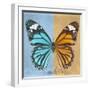 Miss Butterfly Genutia Sq - Blue & Honey-Philippe Hugonnard-Framed Photographic Print