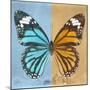 Miss Butterfly Genutia Sq - Blue & Honey-Philippe Hugonnard-Mounted Photographic Print