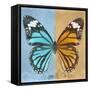 Miss Butterfly Genutia Sq - Blue & Honey-Philippe Hugonnard-Framed Stretched Canvas