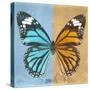 Miss Butterfly Genutia Sq - Blue & Honey-Philippe Hugonnard-Stretched Canvas