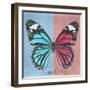 Miss Butterfly Genutia Sq - Blue & Hot Pink-Philippe Hugonnard-Framed Photographic Print