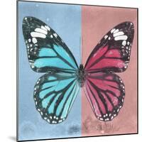 Miss Butterfly Genutia Sq - Blue & Hot Pink-Philippe Hugonnard-Mounted Photographic Print
