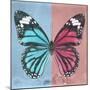 Miss Butterfly Genutia Sq - Blue & Hot Pink-Philippe Hugonnard-Mounted Photographic Print