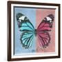 Miss Butterfly Genutia Sq - Blue & Hot Pink-Philippe Hugonnard-Framed Photographic Print