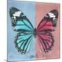 Miss Butterfly Genutia Sq - Blue & Hot Pink-Philippe Hugonnard-Mounted Photographic Print