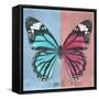 Miss Butterfly Genutia Sq - Blue & Hot Pink-Philippe Hugonnard-Framed Stretched Canvas