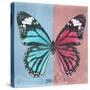 Miss Butterfly Genutia Sq - Blue & Hot Pink-Philippe Hugonnard-Stretched Canvas