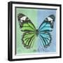 Miss Butterfly Genutia Sq - Green & Blue-Philippe Hugonnard-Framed Premium Photographic Print