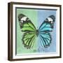 Miss Butterfly Genutia Sq - Green & Blue-Philippe Hugonnard-Framed Photographic Print