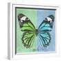 Miss Butterfly Genutia Sq - Green & Blue-Philippe Hugonnard-Framed Photographic Print