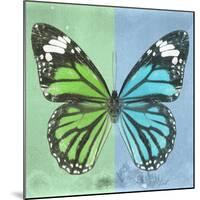 Miss Butterfly Genutia Sq - Green & Blue-Philippe Hugonnard-Mounted Photographic Print