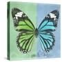 Miss Butterfly Genutia Sq - Green & Blue-Philippe Hugonnard-Stretched Canvas