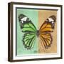 Miss Butterfly Genutia Sq - Green & Honey-Philippe Hugonnard-Framed Photographic Print