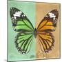 Miss Butterfly Genutia Sq - Green & Honey-Philippe Hugonnard-Mounted Photographic Print