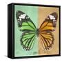 Miss Butterfly Genutia Sq - Green & Honey-Philippe Hugonnard-Framed Stretched Canvas