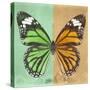 Miss Butterfly Genutia Sq - Green & Honey-Philippe Hugonnard-Stretched Canvas