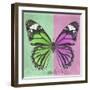 Miss Butterfly Genutia Sq - Green & Pink-Philippe Hugonnard-Framed Photographic Print