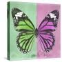 Miss Butterfly Genutia Sq - Green & Pink-Philippe Hugonnard-Stretched Canvas