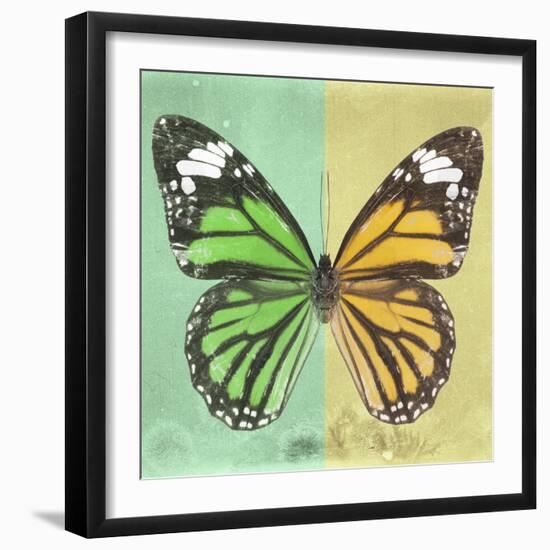 Miss Butterfly Genutia Sq - Green & Yellow-Philippe Hugonnard-Framed Photographic Print