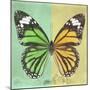 Miss Butterfly Genutia Sq - Green & Yellow-Philippe Hugonnard-Mounted Photographic Print
