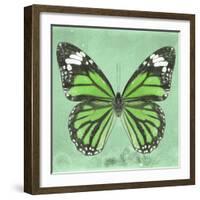 Miss Butterfly Genutia Sq - Green-Philippe Hugonnard-Framed Photographic Print