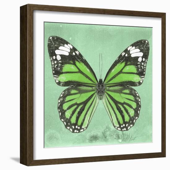 Miss Butterfly Genutia Sq - Green-Philippe Hugonnard-Framed Photographic Print