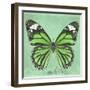 Miss Butterfly Genutia Sq - Green-Philippe Hugonnard-Framed Photographic Print