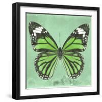 Miss Butterfly Genutia Sq - Green-Philippe Hugonnard-Framed Photographic Print
