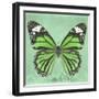 Miss Butterfly Genutia Sq - Green-Philippe Hugonnard-Framed Photographic Print