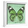 Miss Butterfly Genutia Sq - Green-Philippe Hugonnard-Framed Photographic Print