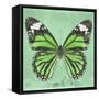 Miss Butterfly Genutia Sq - Green-Philippe Hugonnard-Framed Stretched Canvas