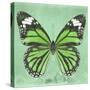 Miss Butterfly Genutia Sq - Green-Philippe Hugonnard-Stretched Canvas