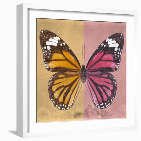 Miss Butterfly Genutia Sq - Honey & Hot Pink-Philippe Hugonnard-Framed Photographic Print