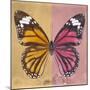 Miss Butterfly Genutia Sq - Honey & Hot Pink-Philippe Hugonnard-Mounted Photographic Print